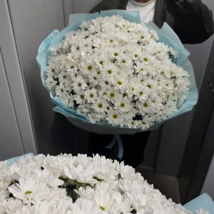 «Սպիտակ երազանք»